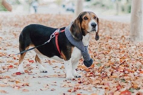 An Overview of Basset Hound Beagle Mix | Monkoodog