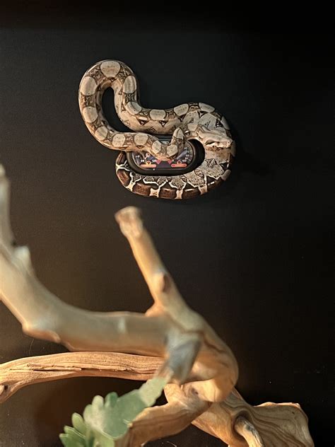 What morph is my boa? - Boa Constrictors - MorphMarket Reptile Community