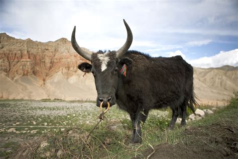 A Dzo (Yak-Cow Hybrid) Has Been Brought Out To The Fields - The Delite