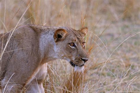 Lioness hunting | JuzaPhoto