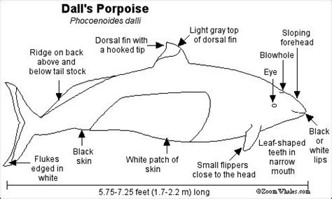 Spectacled Porpoise | Porpoise, White skin patches, Black teeth