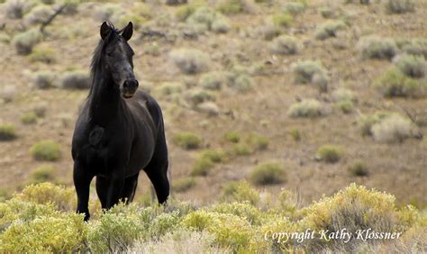 Black Stallion Horses | Wild Black Horse