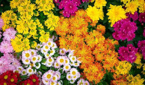 12 Best Fall Perennials to Plant This Season