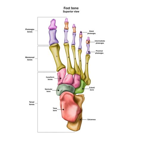 Tarsal Coalition: Treatment, Causes, and Symptoms