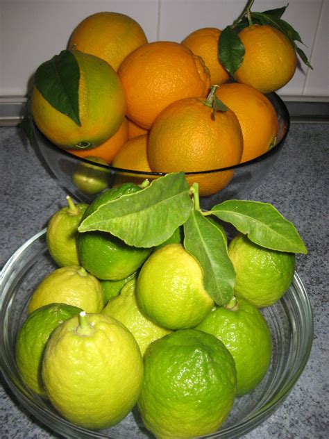 limones y naranjas | Fruit, Spanish teacher resources, Lime