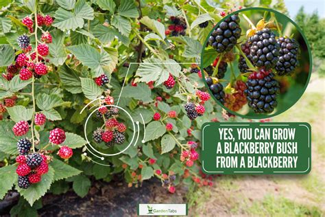 Can You Grow A Blackberry Bush From A Blackberry?