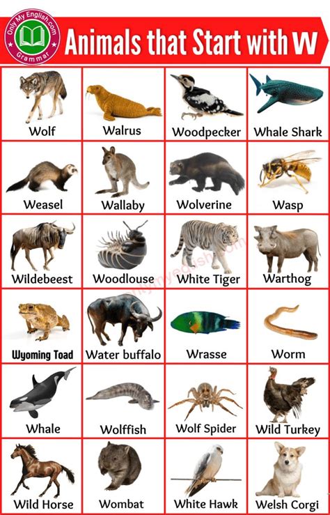 the animals that start with w poster is shown in red, white and blue colors