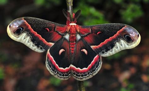 Saturniidae - Pesquisa Google | Insetti, Falena, Animali