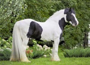 14 Common Black and White Horse Breeds