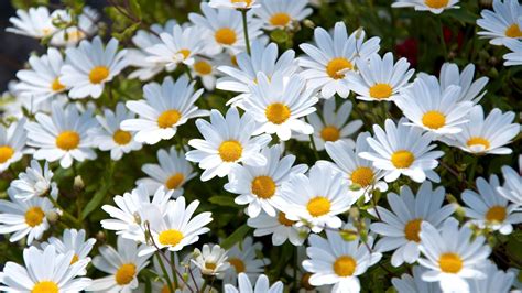 27+ Daisy Backgrounds, Wallpapers, Images, Pictures | Design Trends ...