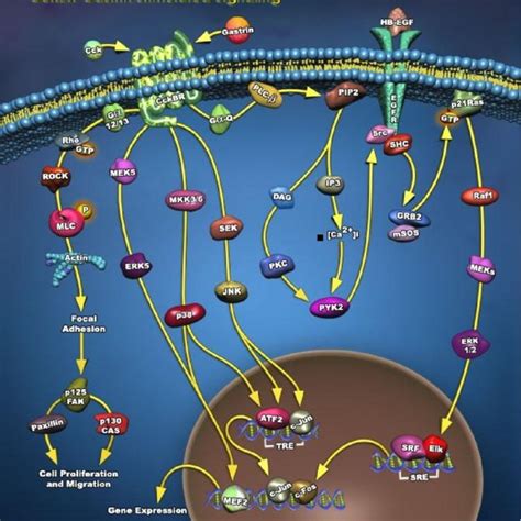 This chart illustrates gastrin pathway: signaling pathways associated ...