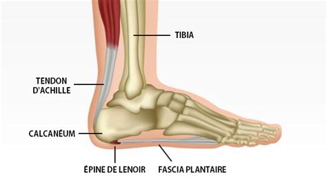 Épine de Lenoir - Académie Internationale de la Santé Holistique