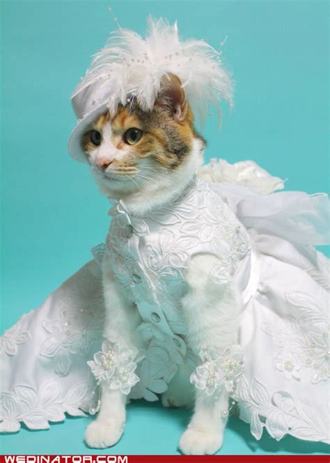 I now need a wedding dress to fit a 12 pound cat. Anyone? | Cat wedding ...