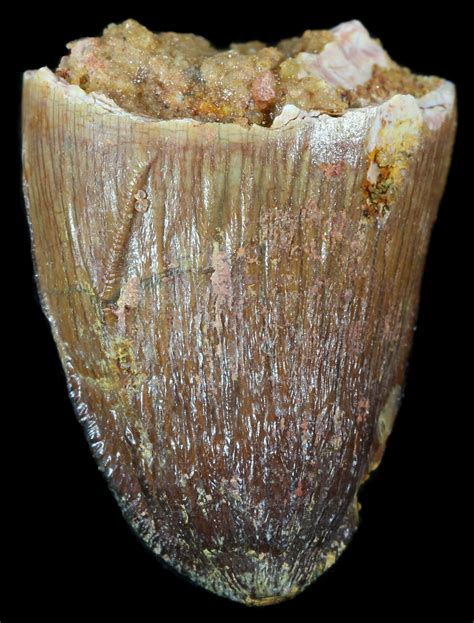 .97" Cretaceous Fossil Crocodile Tooth - Morocco (#50271) For Sale ...