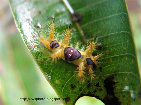 Yellow Spiky Caterpillar - Series #20 - RWS Photo Blog - Splendour ...