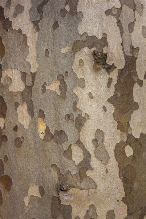 Background of Plane Tree Bark , Plane Tree Bark Texture Stock Photo - Image of plant, frame ...