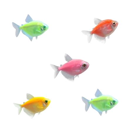 GloFish Tetra For Sale - 5 Pack Assorted | Petco