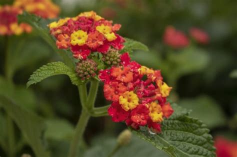 How To Gather Lantana Seeds? 2 Effective Steps! - Krostrade UK