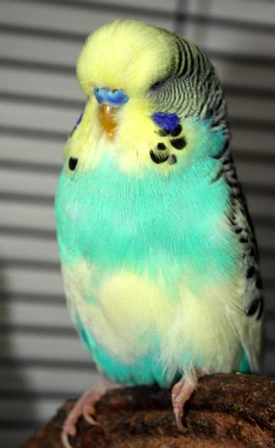 Budgie Parakeet Colors, Varieties, Mutations, Genetics