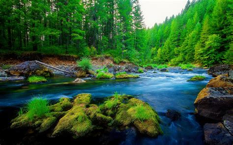 green forest wallpaper hd,body of water,nature,natural landscape,water ...