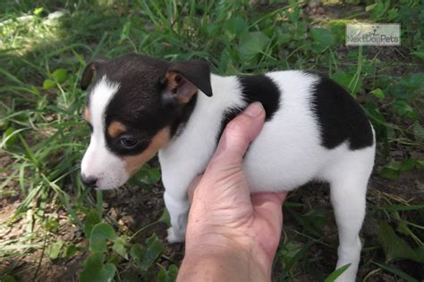 Ozzie: Rat Terrier puppy for sale near Springfield, Missouri. | 333caec1-fb81