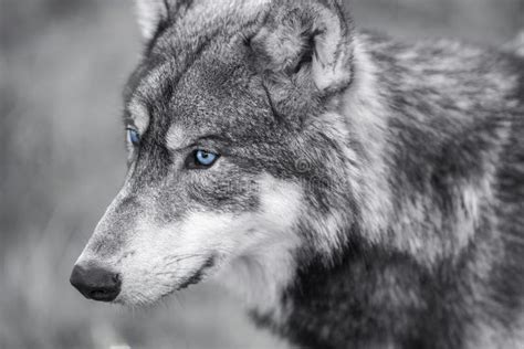 Discover 79+ wolf eyes wallpaper best - 3tdesign.edu.vn