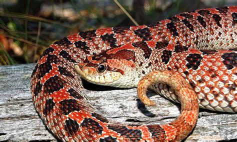 Hognose snake - A-Z Animals