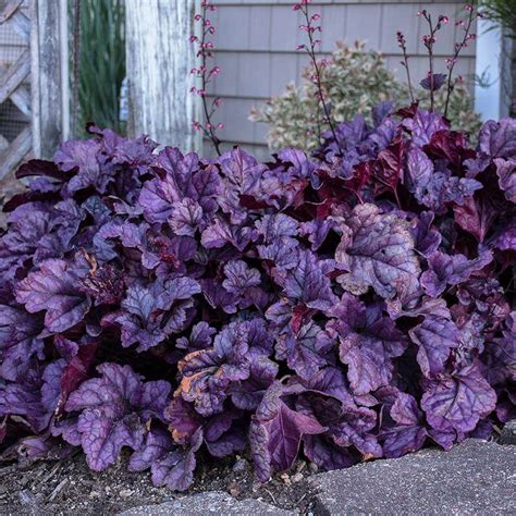 Dolce® 'Wildberry' Coral Bells | Heuchera | Great Garden Plants