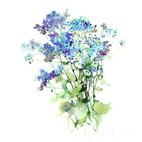 Forget-me-not watercolor flowers art hand draw Painting by Mary Pashkova | Pixels