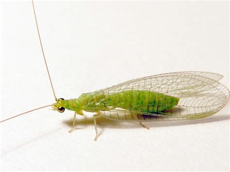 Chrysopidae>Plesiochrysa ramburi Green Lacewing 0001 | Flickr