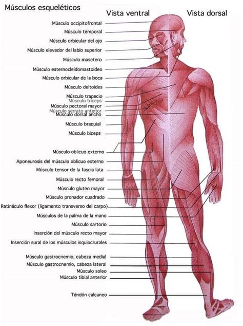 Fotos Musculos Del Cuerpo Humano - Nombres Del Cuerpo Femenino Del Diagrama Del Musculo ...