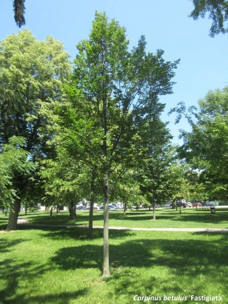 Eastern Canada Tree Species - Greening the Landscape