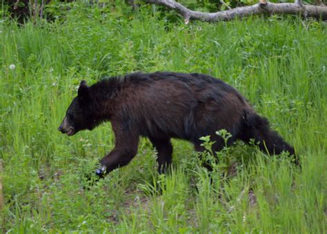 No Bad Days RVing: Day 8 - 9 Riding Mountain National Park, Wasagaming MB