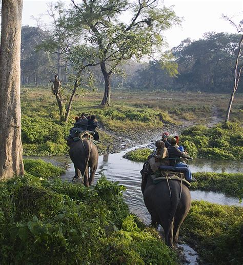 Elephant Safari - The Best Way to Explore National Parks in India