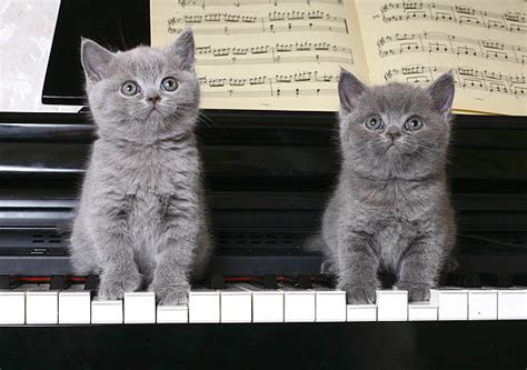 760+ Cat Playing Piano Stock Photos, Pictures & Royalty-Free Images ...