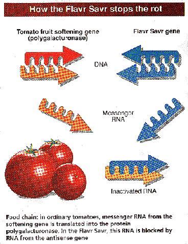 Genetic first upsets food lobby | New Scientist