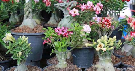 Desert Rose Varieties: What Are Some Other Adenium Types?