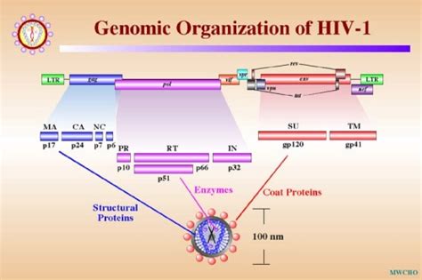 US Scientists Decode HIV Genome - Report - Novinite.com - Sofia News Agency