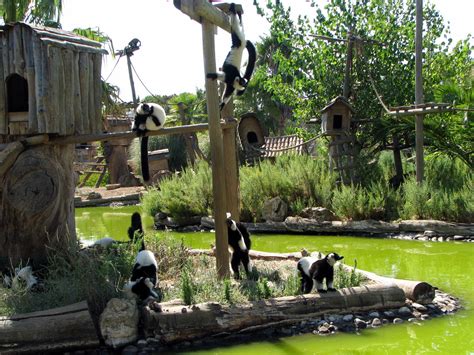 File:Monkey Island - Lagos Zoo - The Algarve, Portugal (1735642427).jpg - Wikimedia Commons