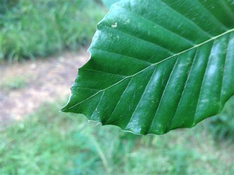 Beech leaf - Cultivated Gardener
