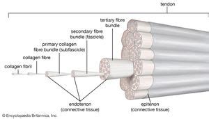 Tendon | anatomy | Britannica.com