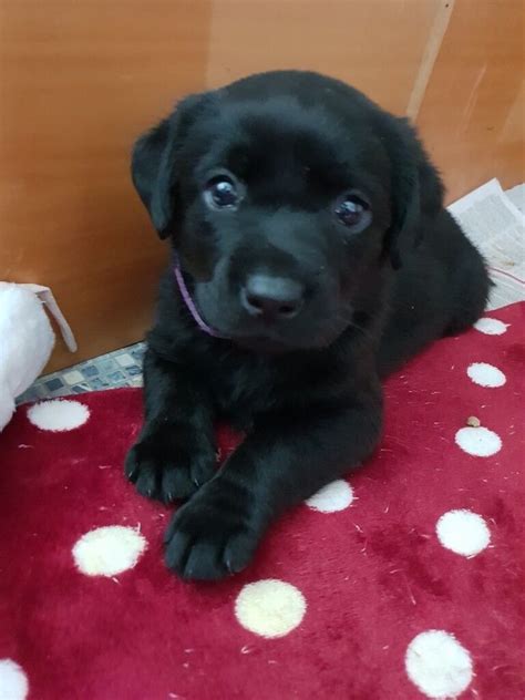 Black Labrador female puppies! | in Haddington, East Lothian | Gumtree