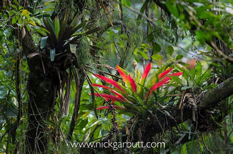 bromeliad epiphyte Atlantic canopy rainforest 5210.jpg | Nick Garbutt