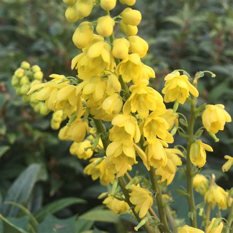 mahonia - RHS Winter Plants, Winter Flowers, Winter Garden, Garden ...