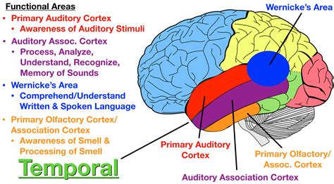 Lobes of the brain cerebral cortex anatomy function labeled diagram ...