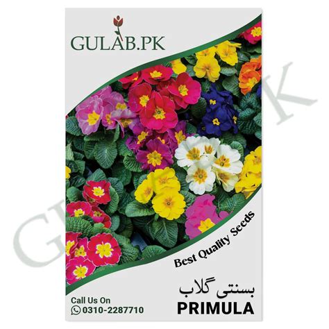 Primula Seeds - Karachi - Gulab.pk