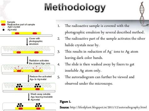 Autoradiography