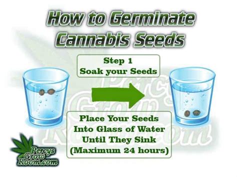 How to Germinate Cannabis Seeds - Percys Grow Room