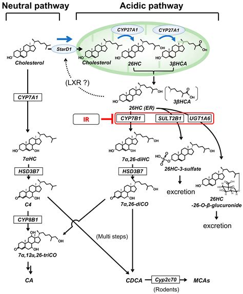 Cholesterol Synthesis In Liver