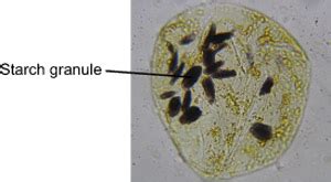 Banana - Experiments on Microscopes 4 Schools